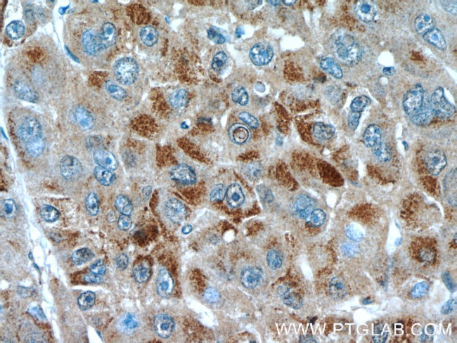 EFCAB5 Antibody in Immunohistochemistry (Paraffin) (IHC (P))