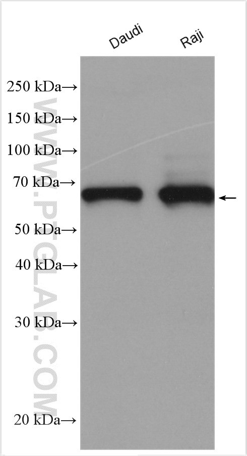 cIAP2 Antibody in Western Blot (WB)