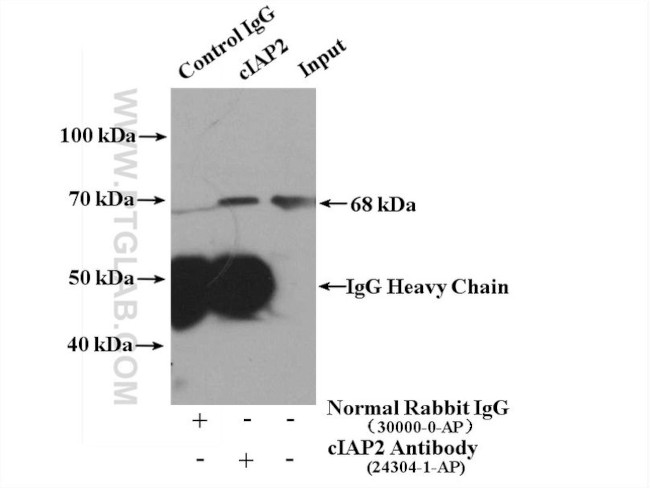 cIAP2 Antibody in Immunoprecipitation (IP)