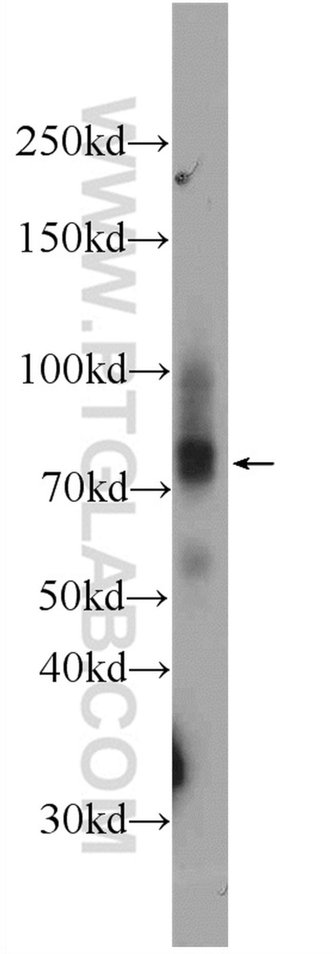 LARGE Antibody in Western Blot (WB)