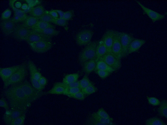 ATG16L2 Antibody in Immunocytochemistry (ICC/IF)