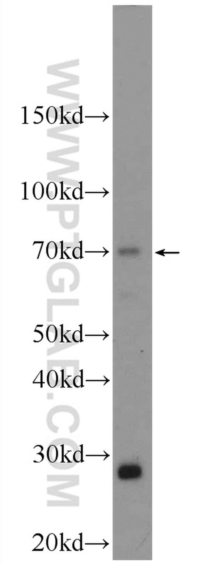 ATG16L2 Antibody in Western Blot (WB)