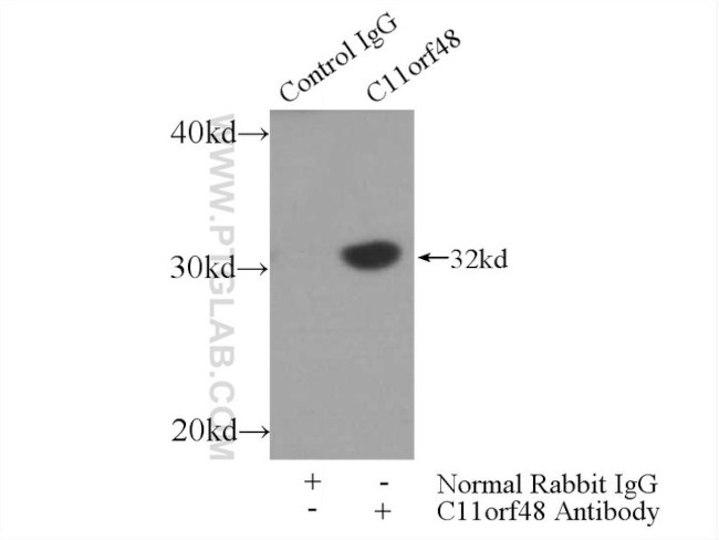 C11orf48 Antibody in Immunoprecipitation (IP)