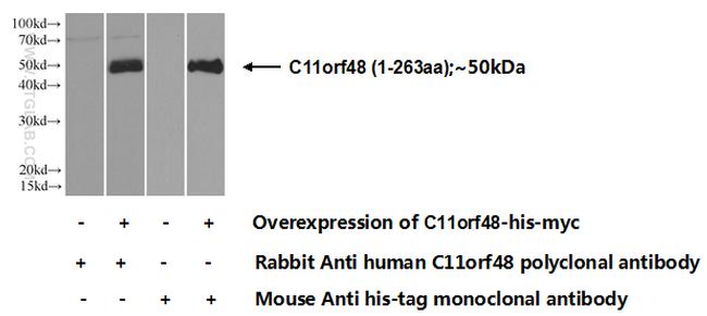 C11orf48 Antibody in Western Blot (WB)