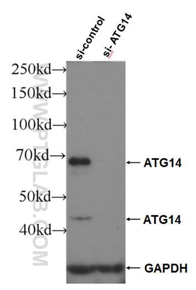 ATG14/Barkor (C-terminal) Antibody in Western Blot (WB)