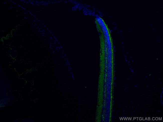 RS1 Antibody in Immunohistochemistry (PFA fixed) (IHC (PFA))