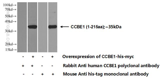 CCBE1 Antibody in Western Blot (WB)