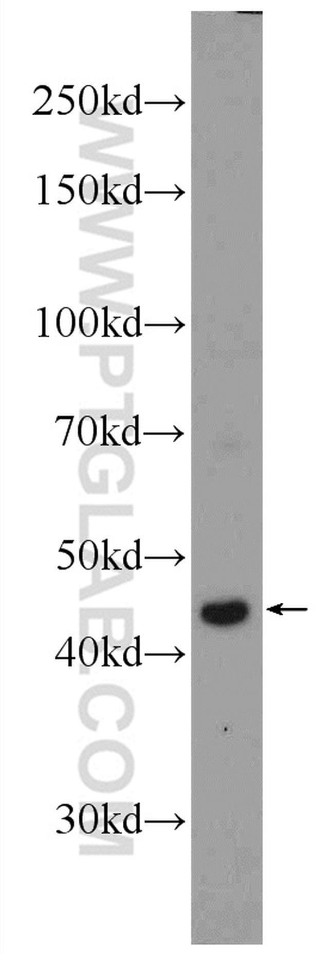 RRP7A Antibody in Western Blot (WB)