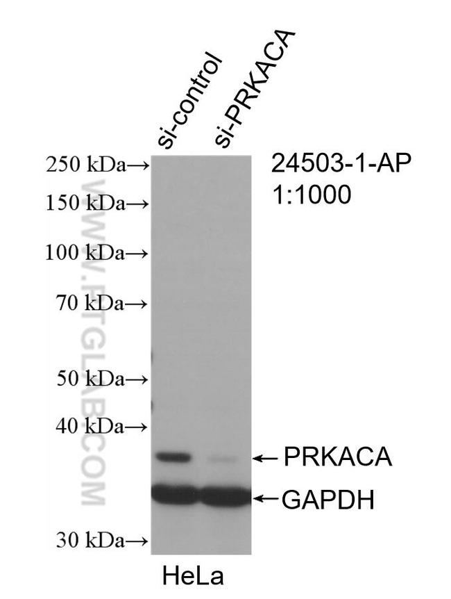 PRKACA Antibody in Western Blot (WB)