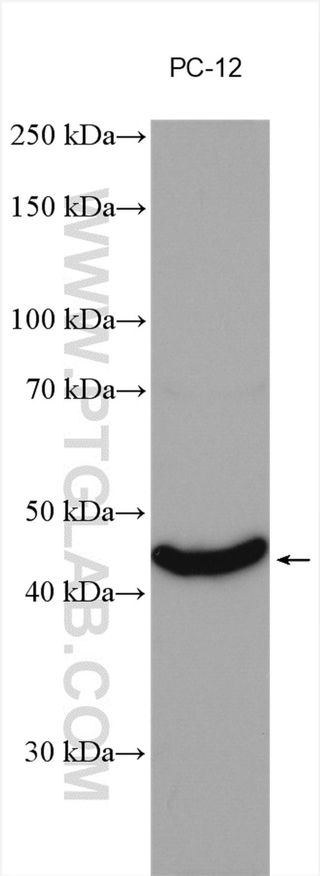 NEU2 Antibody in Western Blot (WB)