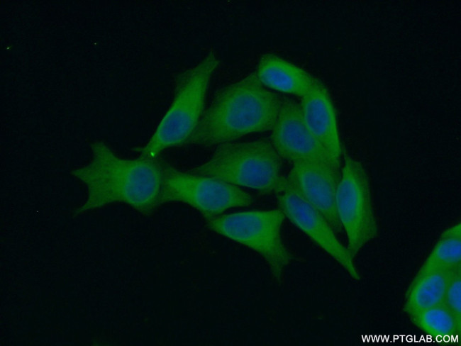 DHX57 Antibody in Immunocytochemistry (ICC/IF)