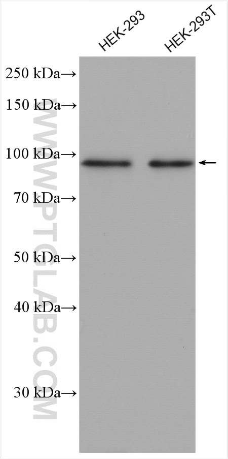 ZNF746 Antibody in Western Blot (WB)