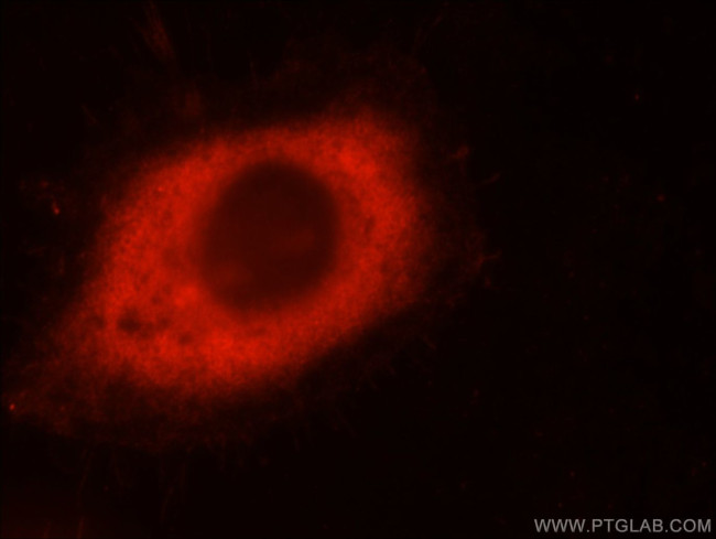 SHP1 Antibody in Immunocytochemistry (ICC/IF)