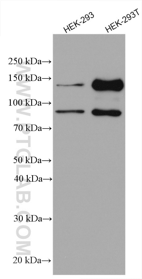 AMOT Antibody in Western Blot (WB)