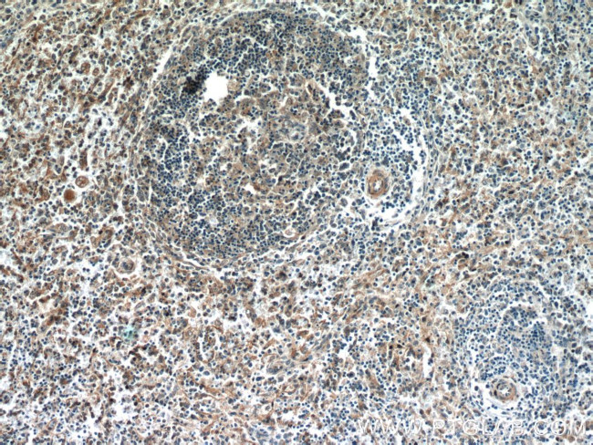 C15orf53 Antibody in Immunohistochemistry (Paraffin) (IHC (P))