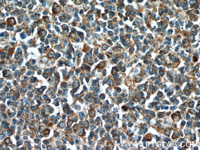 C15orf53 Antibody in Immunohistochemistry (Paraffin) (IHC (P))