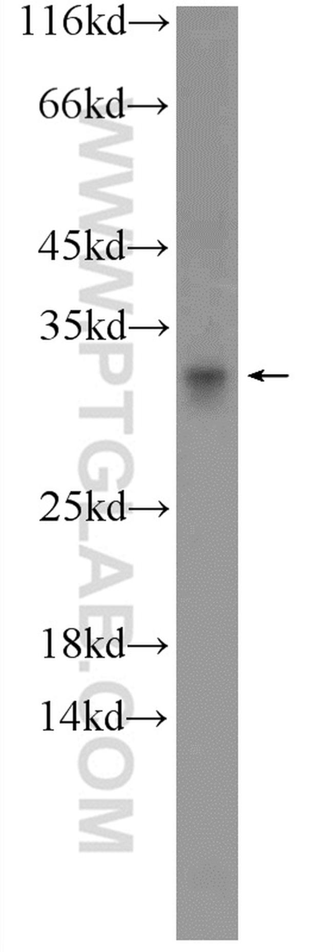 C15orf53 Antibody in Western Blot (WB)