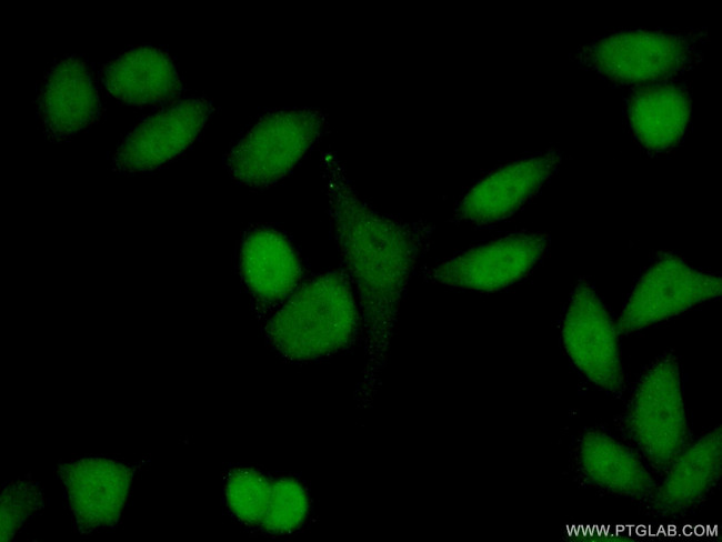 HP1BP3 Antibody in Immunocytochemistry (ICC/IF)