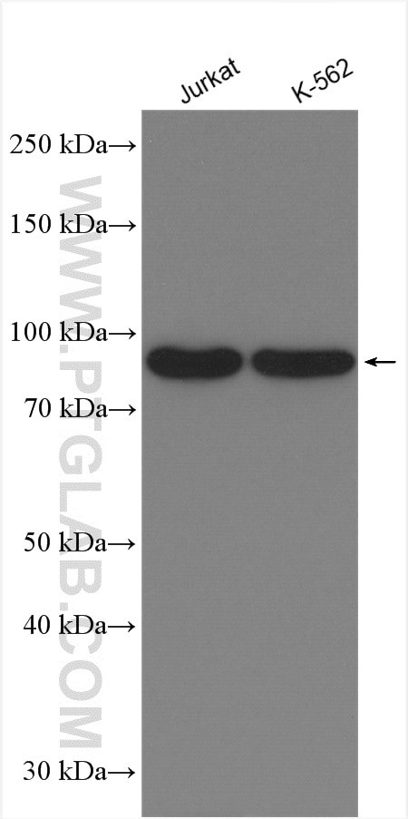 ZW10 Antibody in Western Blot (WB)