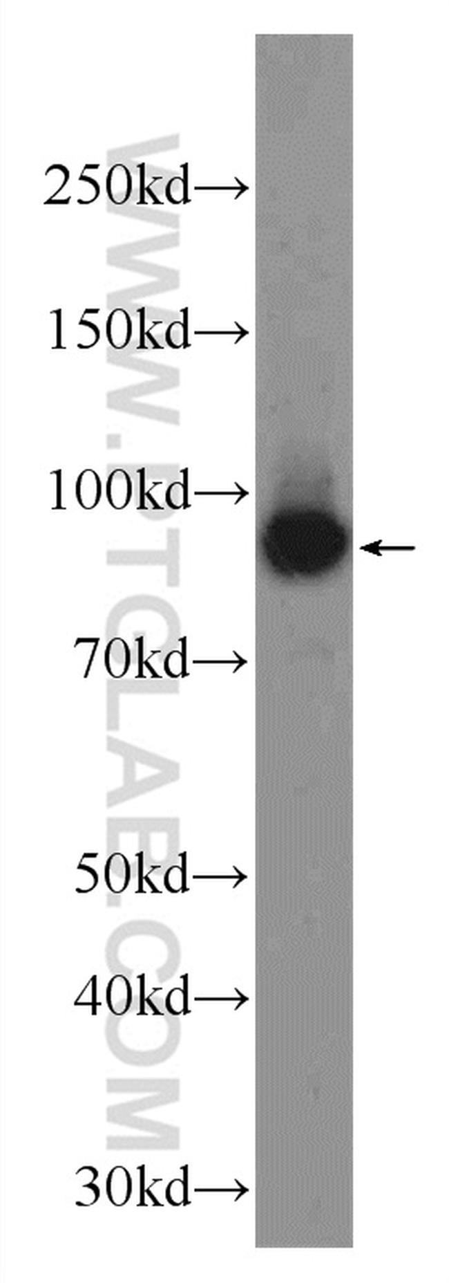 ZW10 Antibody in Western Blot (WB)