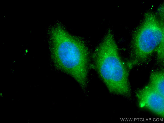 PCOTH Antibody in Immunocytochemistry (ICC/IF)