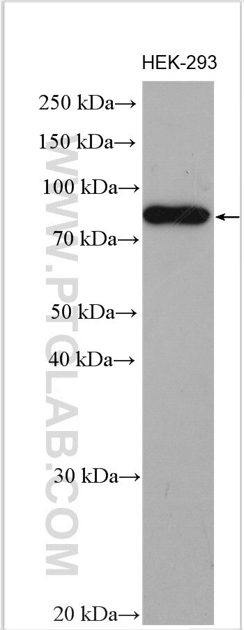 HEATR2 Antibody in Western Blot (WB)