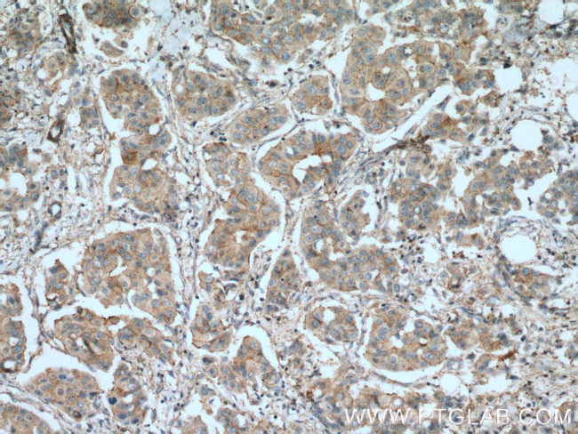 PAGE3 Antibody in Immunohistochemistry (Paraffin) (IHC (P))