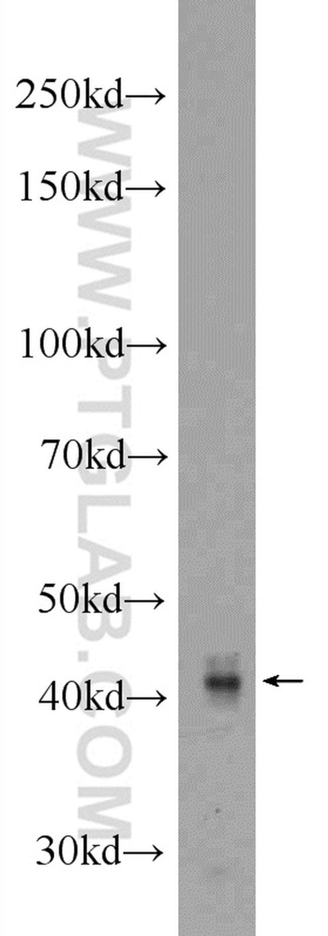 GPR58/TAAR2 Antibody in Western Blot (WB)