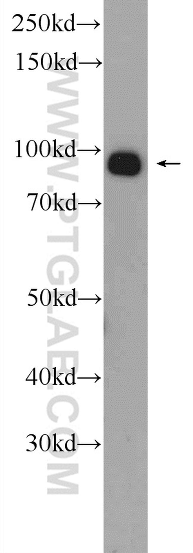 TARSL2 Antibody in Western Blot (WB)