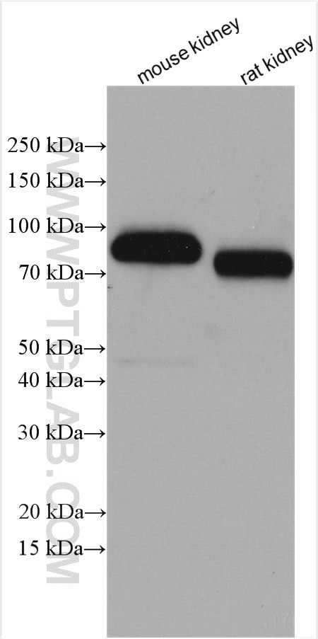 MEP1A Antibody in Western Blot (WB)