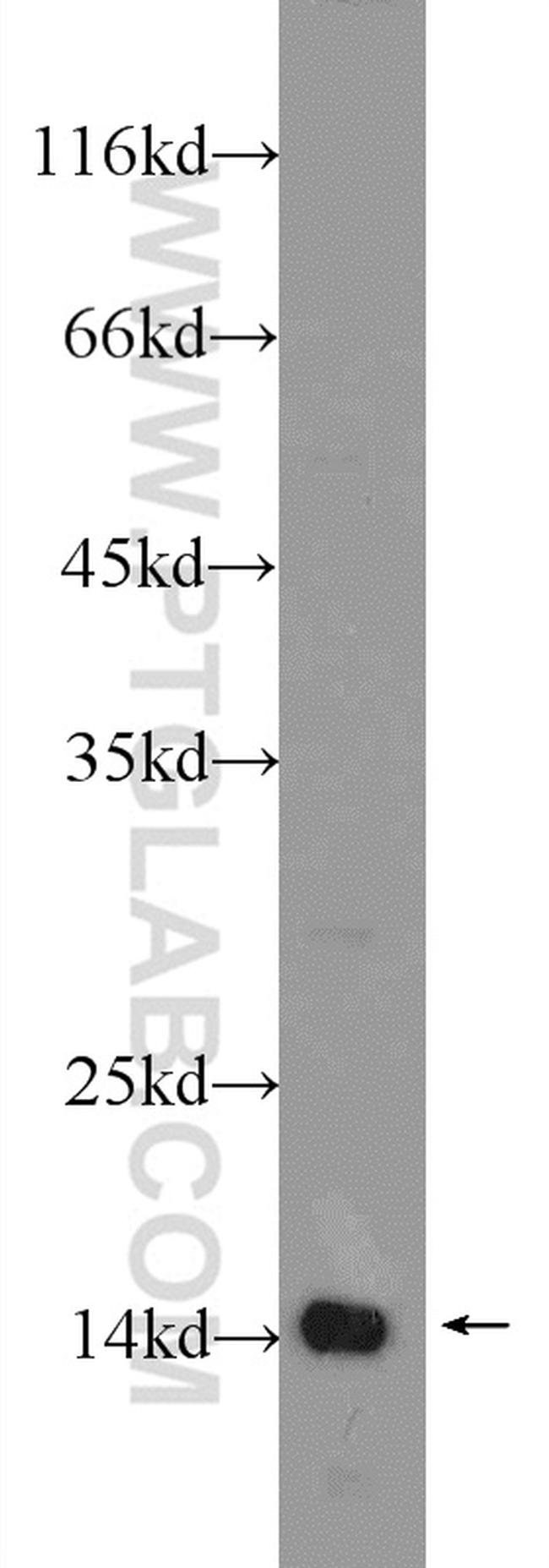 TAF13 Antibody in Western Blot (WB)