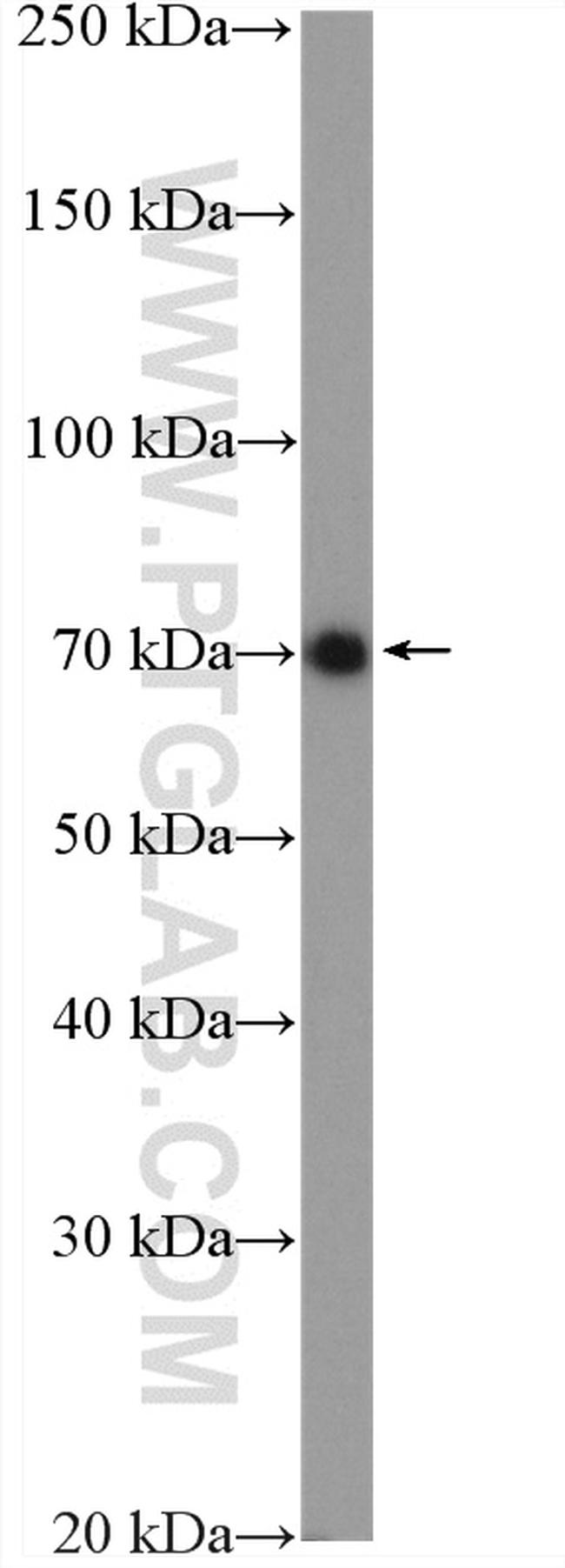 CCDC99 Antibody in Western Blot (WB)