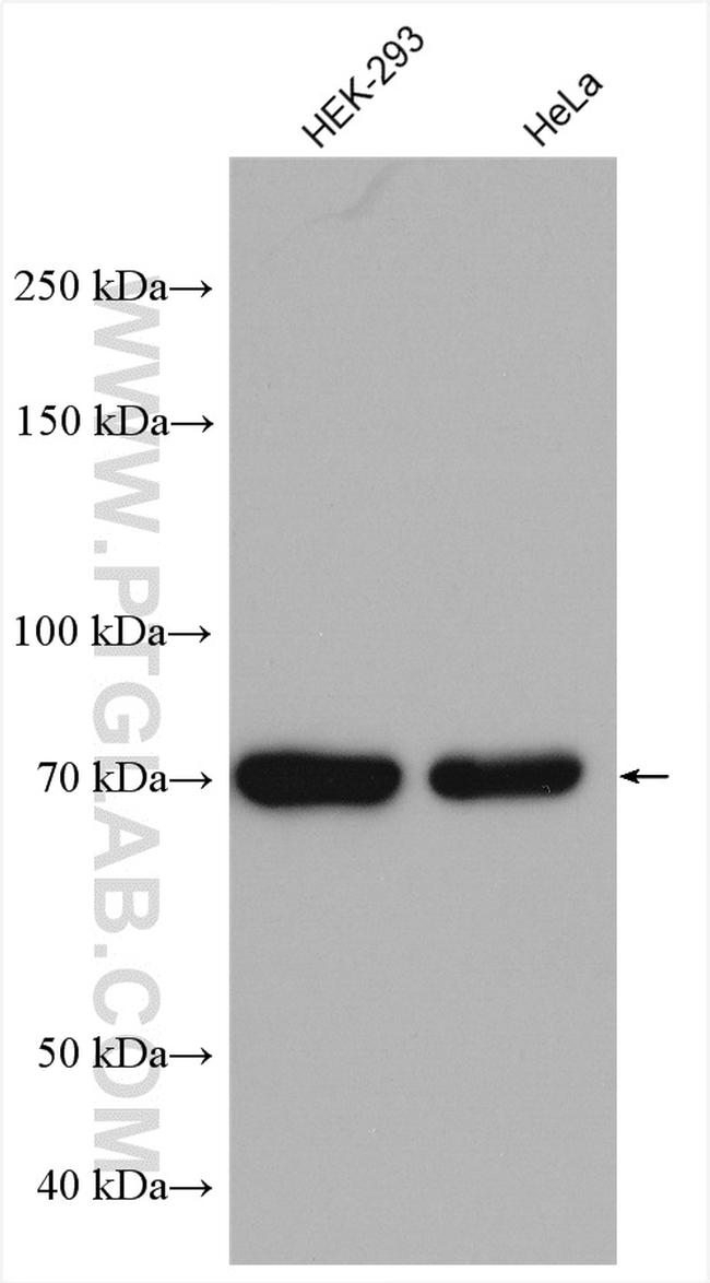 CCDC99 Antibody in Western Blot (WB)