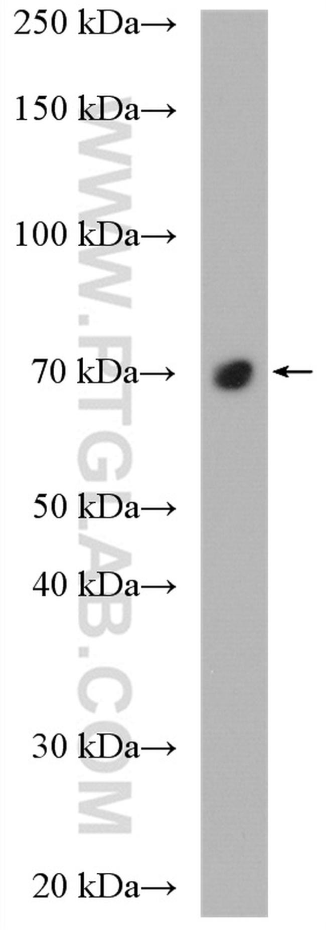 EYA4 Antibody in Western Blot (WB)