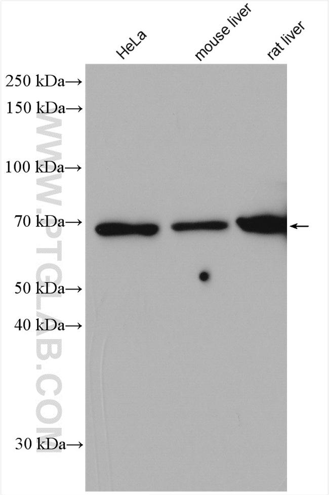 EYA4 Antibody in Western Blot (WB)