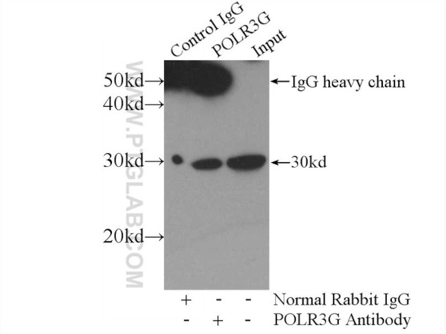 POLR3G Antibody in Immunoprecipitation (IP)