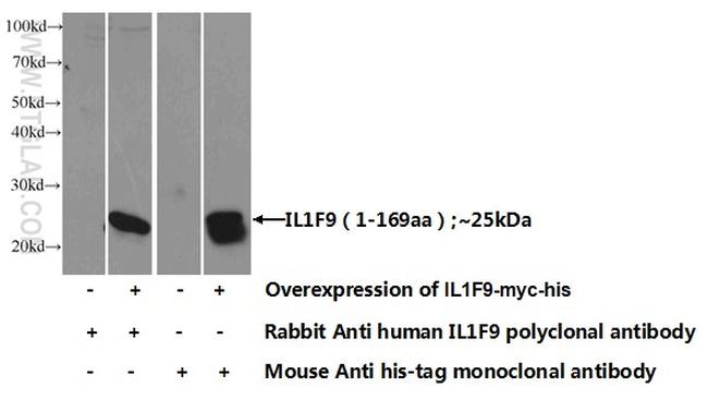 IL36 gamma Antibody in Western Blot (WB)