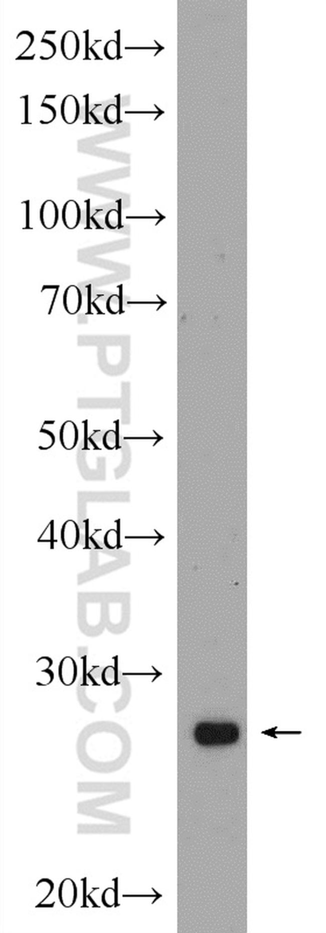 HELT Antibody in Western Blot (WB)