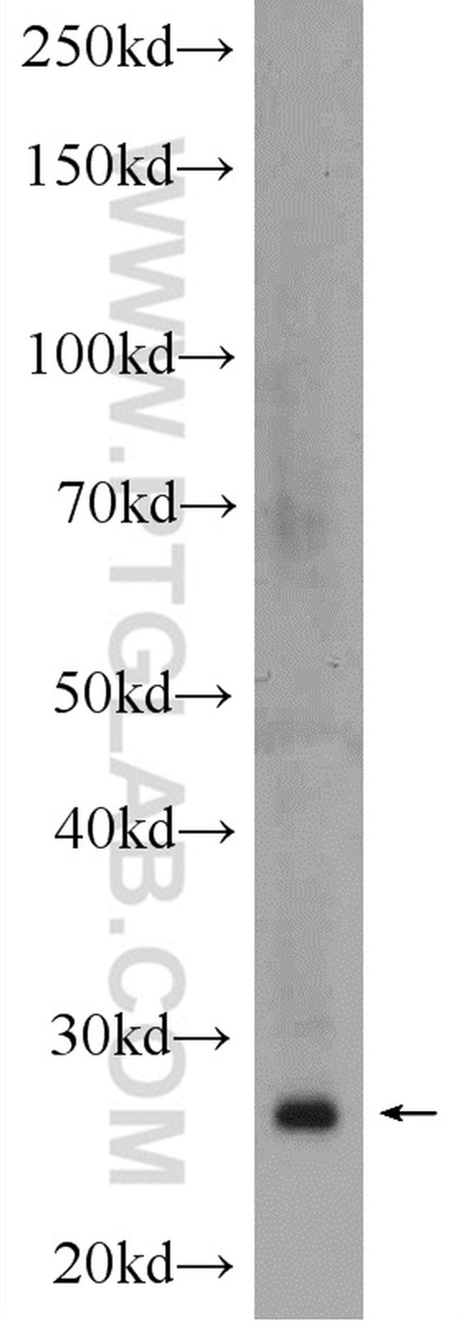 HELT Antibody in Western Blot (WB)