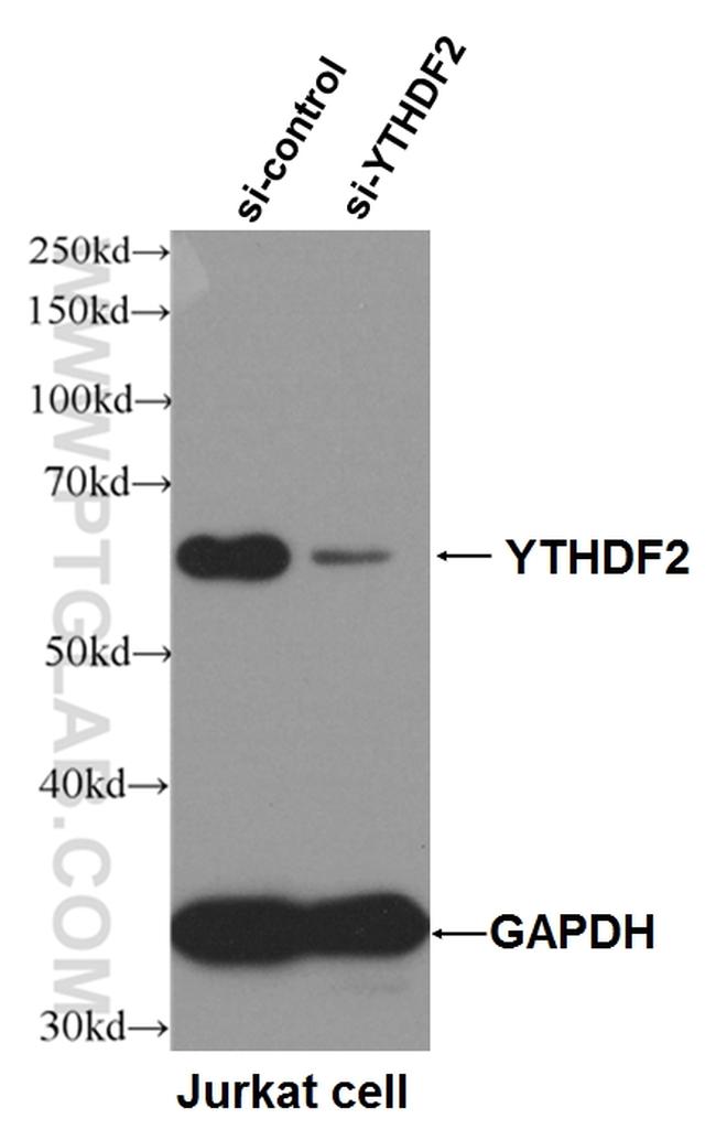 YTHDF2 Antibody in Western Blot (WB)