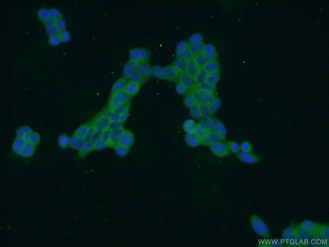 ZDHHC13 Antibody in Immunocytochemistry (ICC/IF)