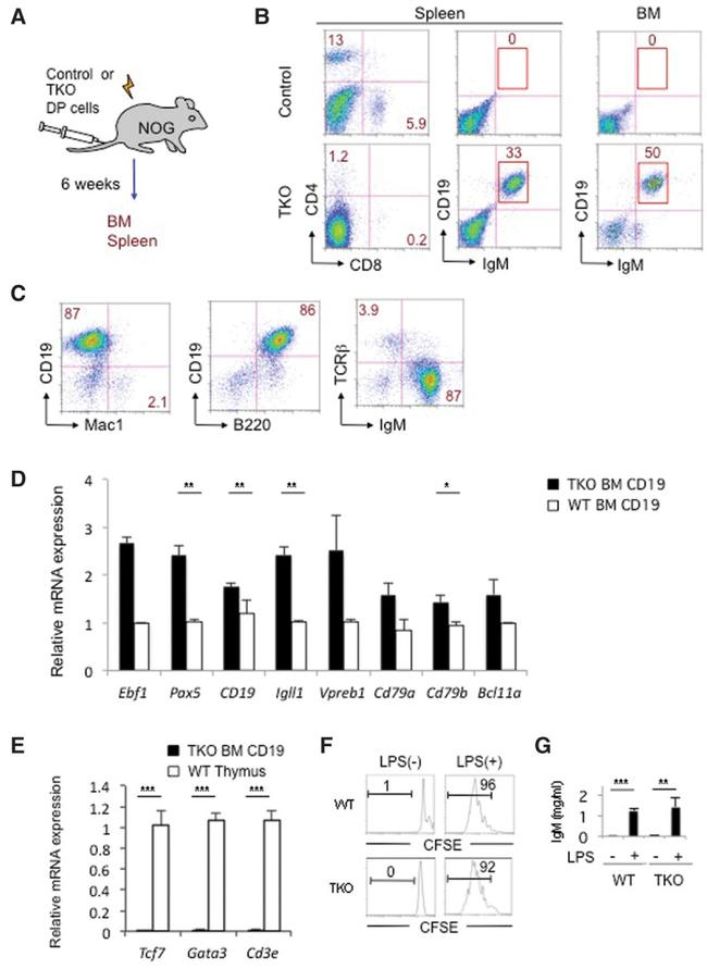 IgM Antibody in ELISA (ELISA)