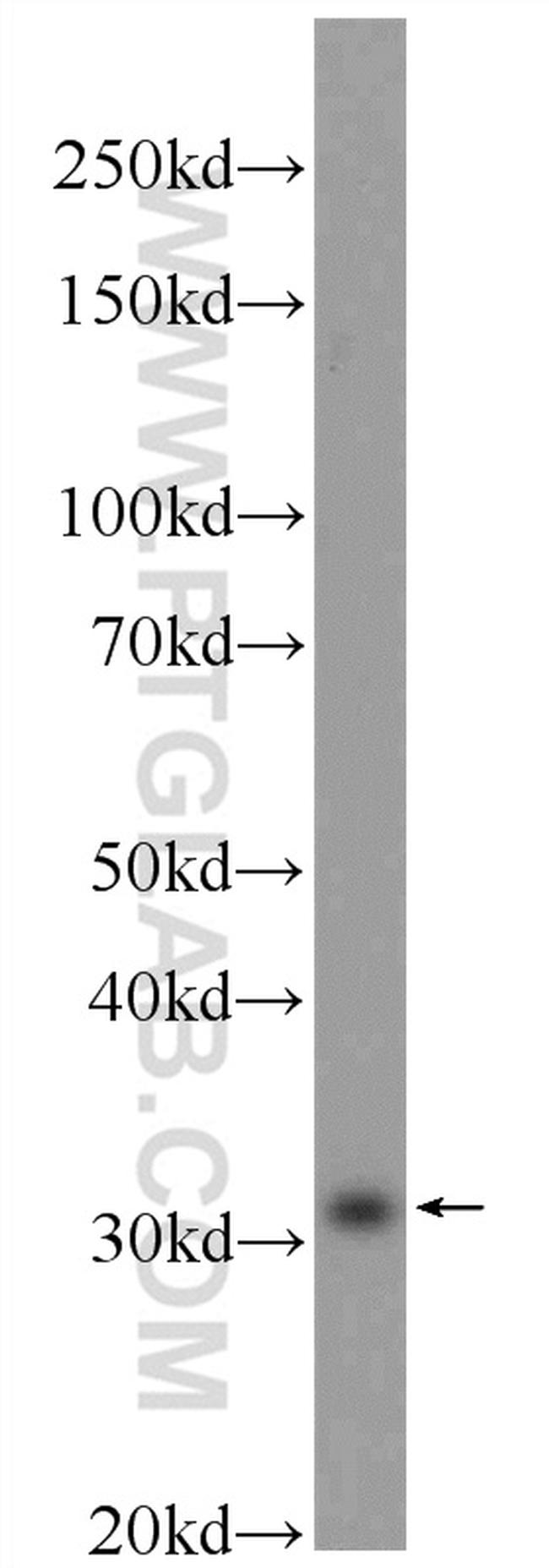 Caspase 2/p18 Antibody in Western Blot (WB)