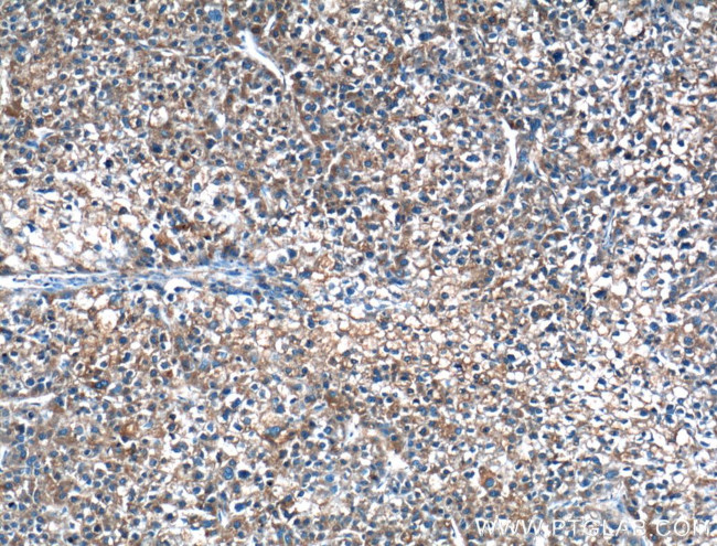 MOSC2 Antibody in Immunohistochemistry (Paraffin) (IHC (P))