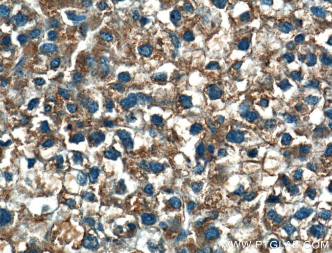 MOSC2 Antibody in Immunohistochemistry (Paraffin) (IHC (P))