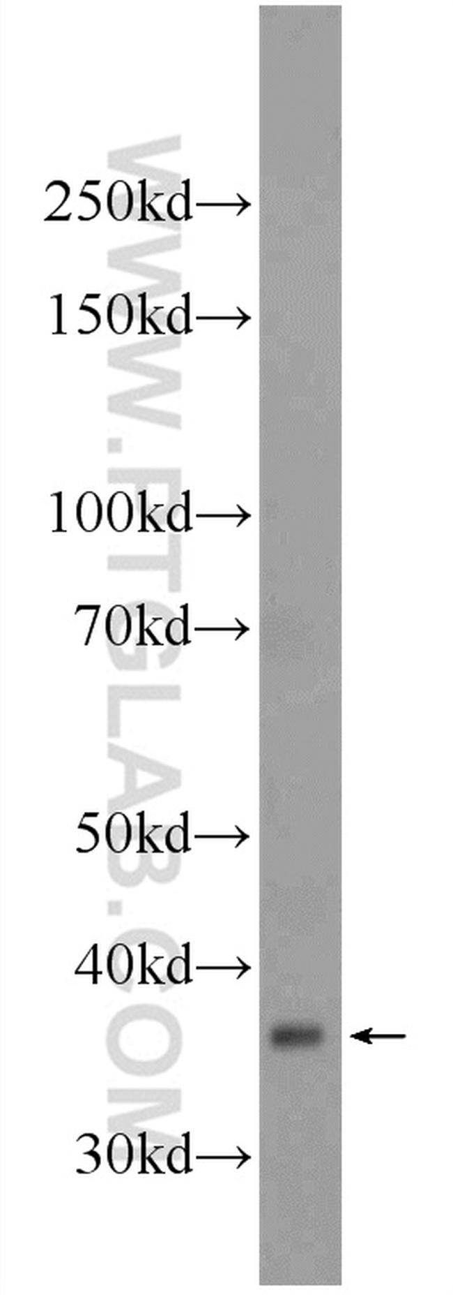 MOSC2 Antibody in Western Blot (WB)