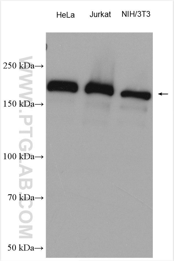 GIGYF2 Antibody in Western Blot (WB)