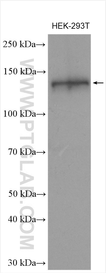 CEP128 Antibody in Western Blot (WB)