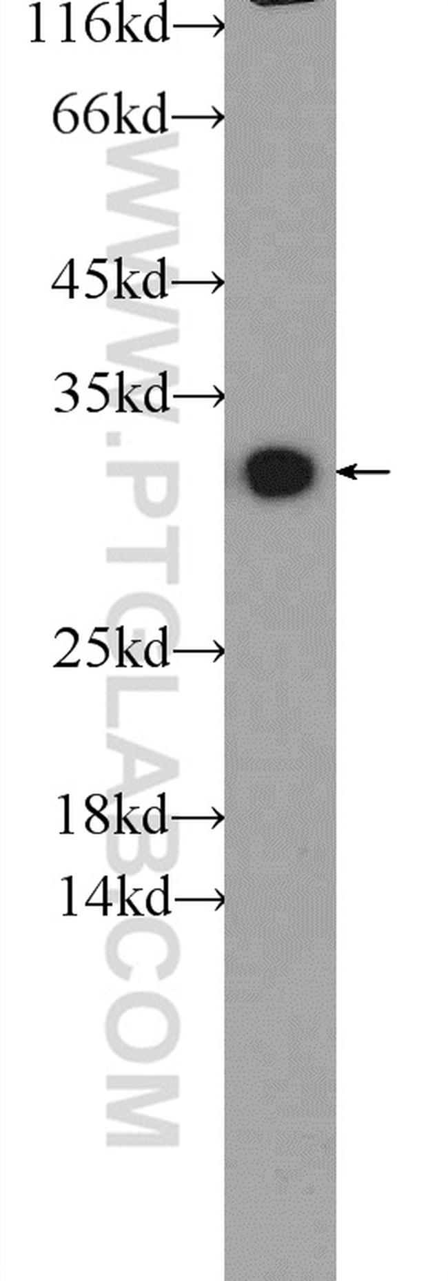 IDNK Antibody in Western Blot (WB)