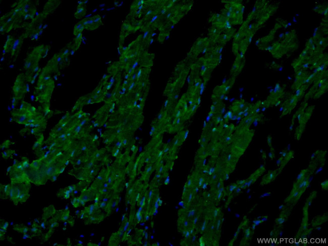 GAL3ST3 Antibody in Immunohistochemistry (PFA fixed) (IHC (PFA))